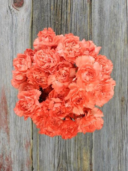 ROMANY ORANGE MINI-CARNATIONS